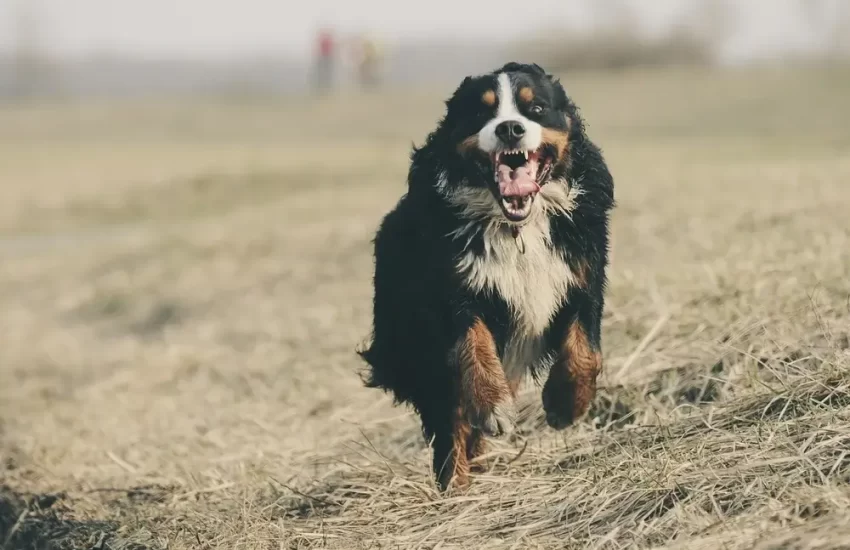 Dog's Immune System